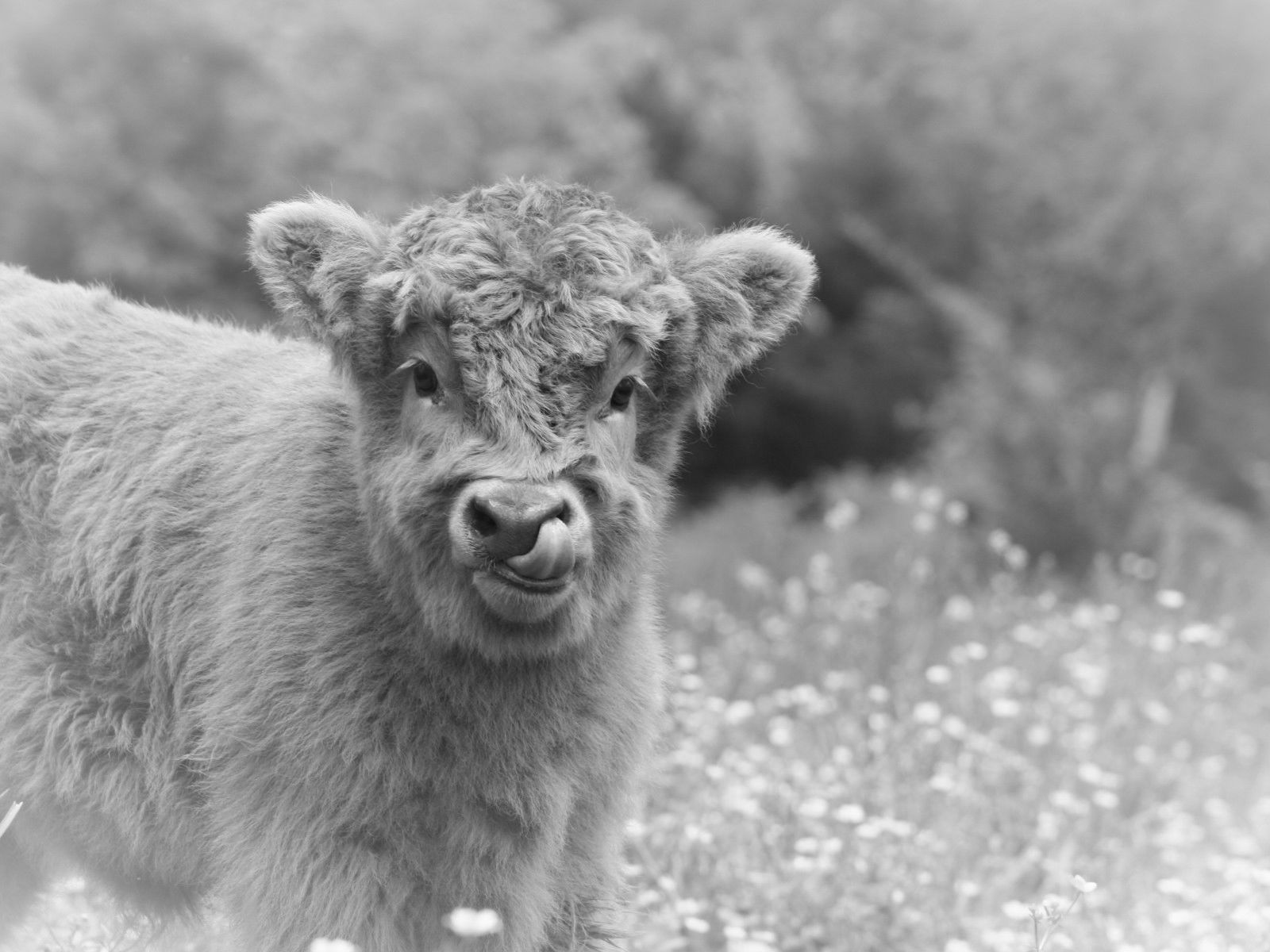 Kim Carr's Calf Photo